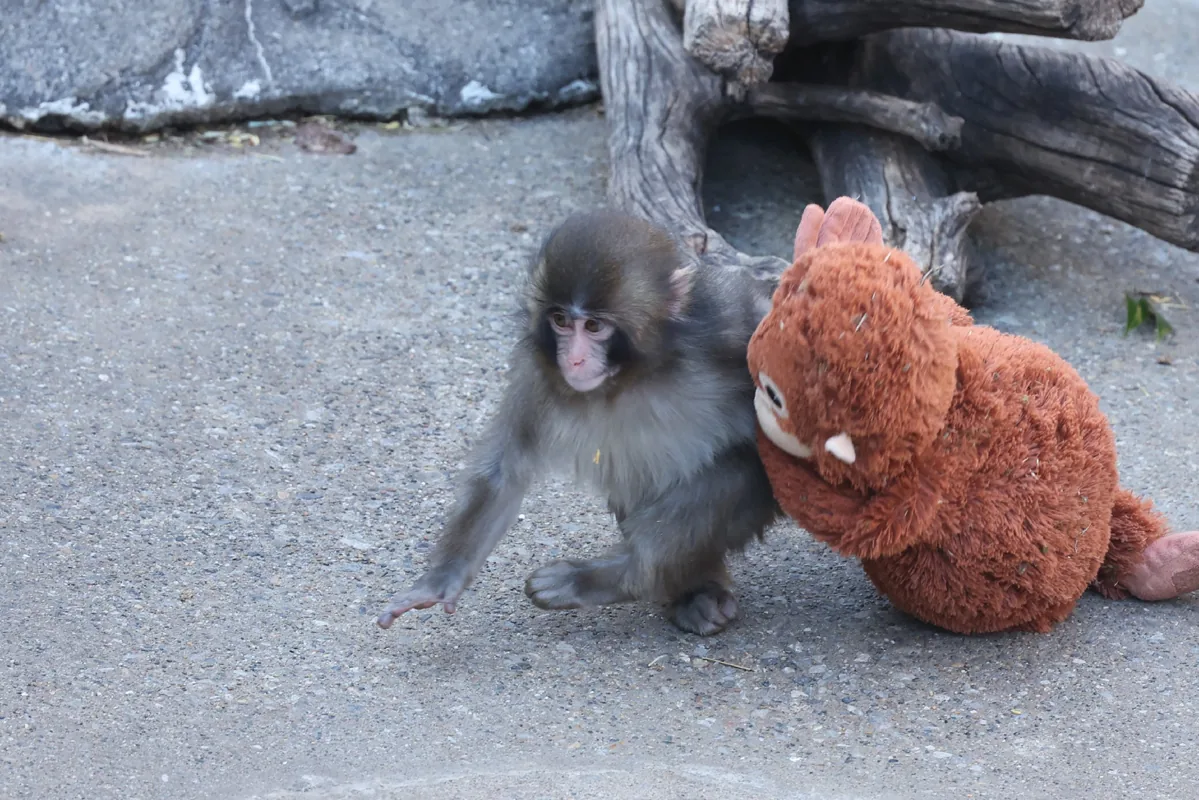 Punch the Monkey: Google Brings Viral Macaque Meme to Life With Playful Search Animation